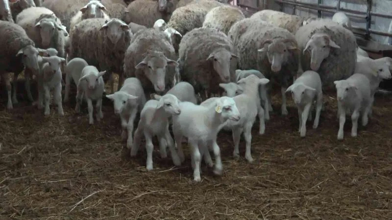 Bunlar da üniversiteli kuzular
