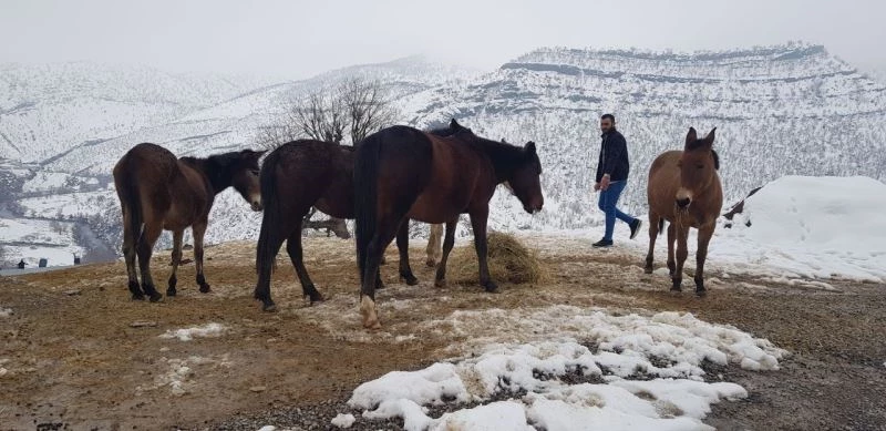 Donmak üzere olan atlara hayırsever vatandaş sahip çıktı

