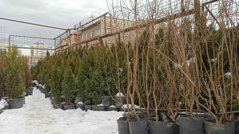 Yağışlar arttı fidan satışlarında yoğunluk oluştu
