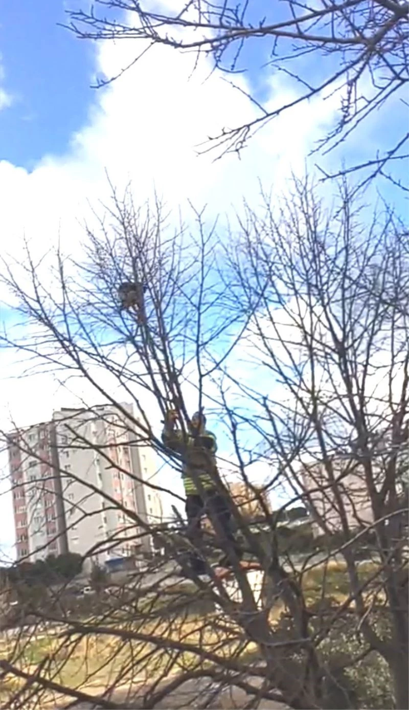 Ağaçta mahsur kalan talihsiz Kediyi itfaiye kurtardı
