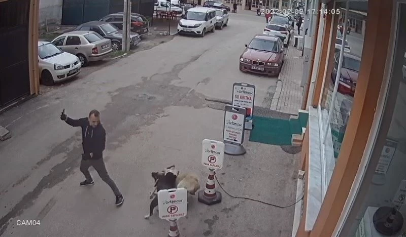 Pitbull köpeğini sokak köpeğine saldırttı, selfie çekti
