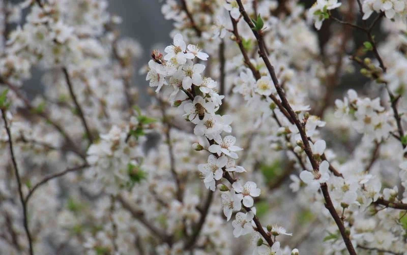 Dışarısı kış, içerisi bahar... Ağaçlar çiçek açtı
