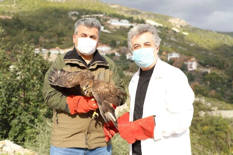 Yaralı Şahin tedavisinin ardından doğaya bırakıldı
