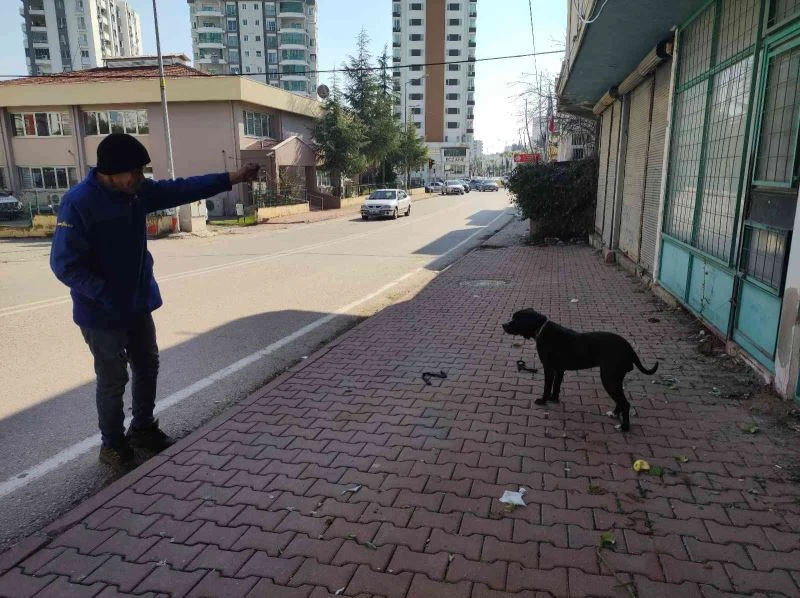 Başıboş pitbullu çamaşır ipiyle bağladı, yoldan geçenler oyun oynadı
