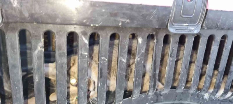 Nesli tükendi sanılan yaban kedisi Zonguldak’da görüldü
