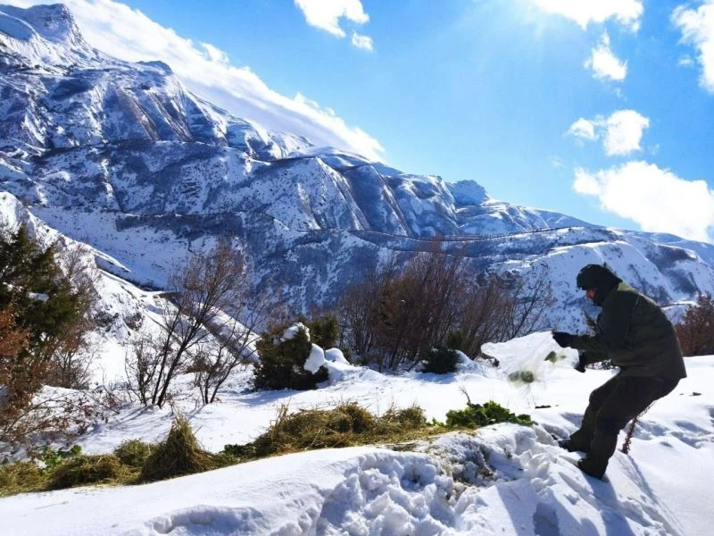 Bingöl’de yaban hayvanlarını yemleme çalışmaları sürüyor
