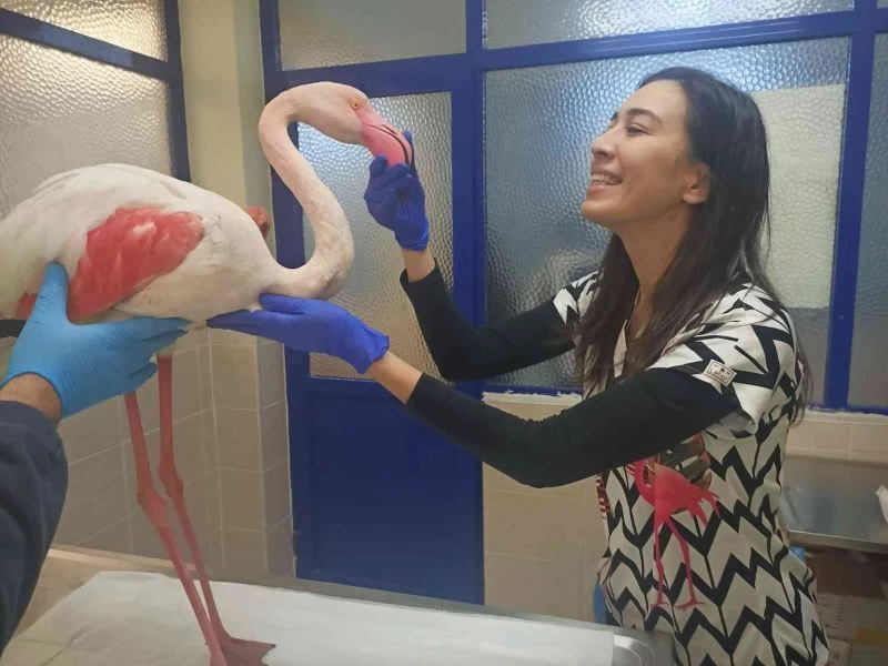 Hasta flamingo sağlığına kavuşacak
