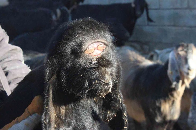 Kilis’te gözü alnında olan oğlak öldü
