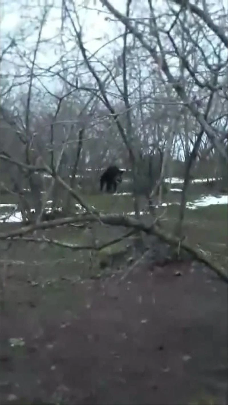 Bahçeye inen domuzu tek başına kovaladı
