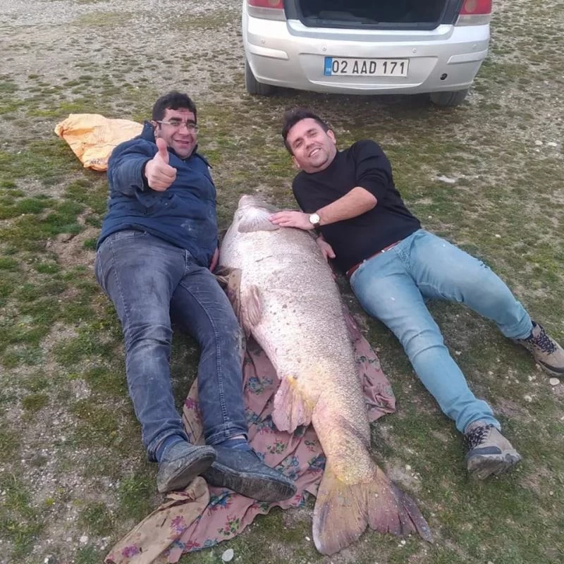 Kahta’da insan boyunda turna balığı yakalandı
