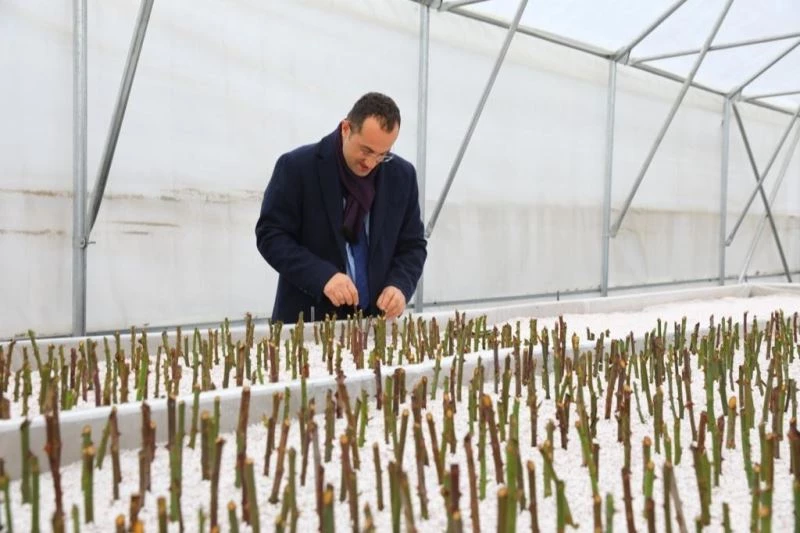 Akçaabat Belediyesi kendi seralarında üretime başladı
