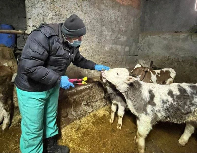 Aslanapa’da büyükbaş hayvanlarda küpeleme ve aşılama çalışması
