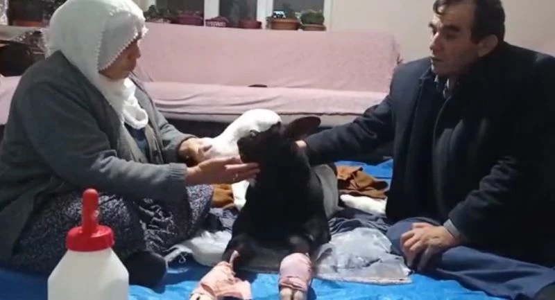 Erken doğduğu için gözleri görmeyen buzağıya bebek gibi bakıyorlar
