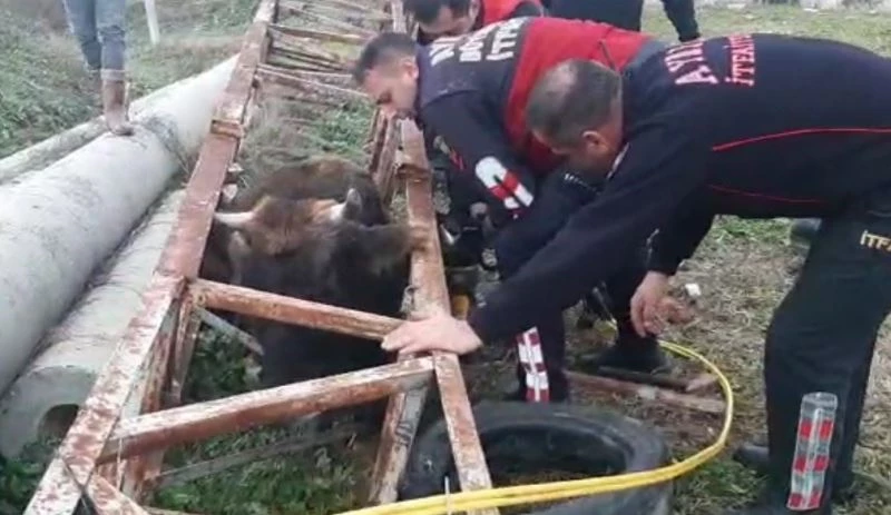 Direğe sıkışan ineğin imdadına itfaiye koştu
