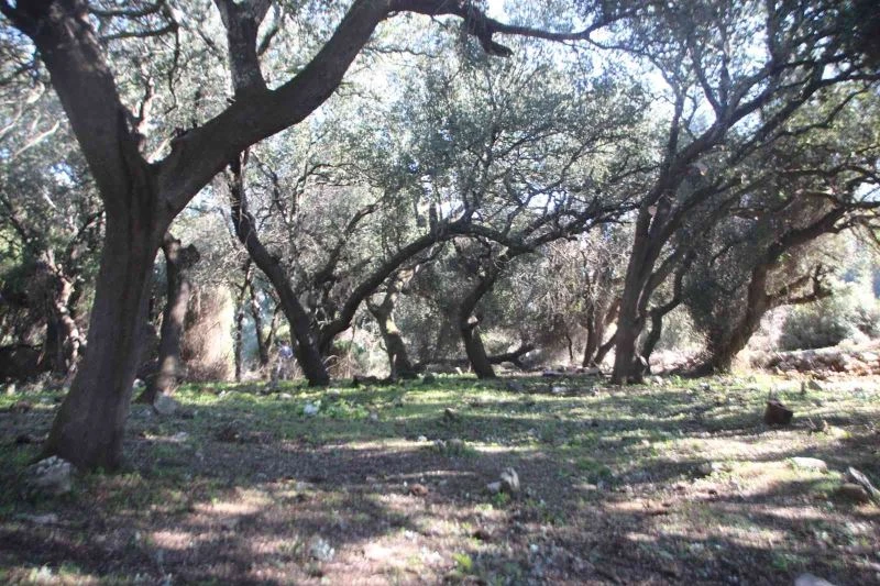 Belediye ekipleri, tarihi mezarlığın çehresini değiştirdi
