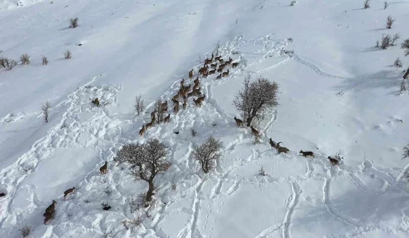 Yaban keçileri gökyüzünden görüntülendi
