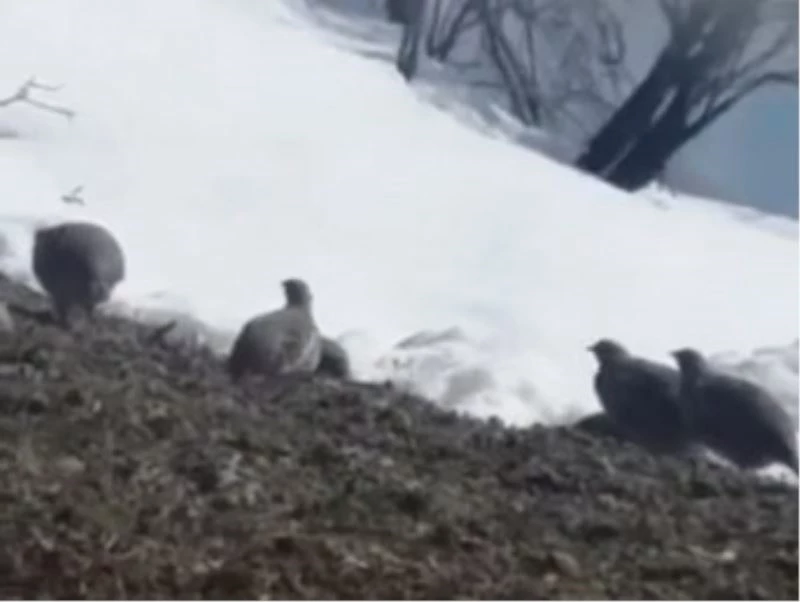 Dağ keklikleri beslenirken görüntülendi
