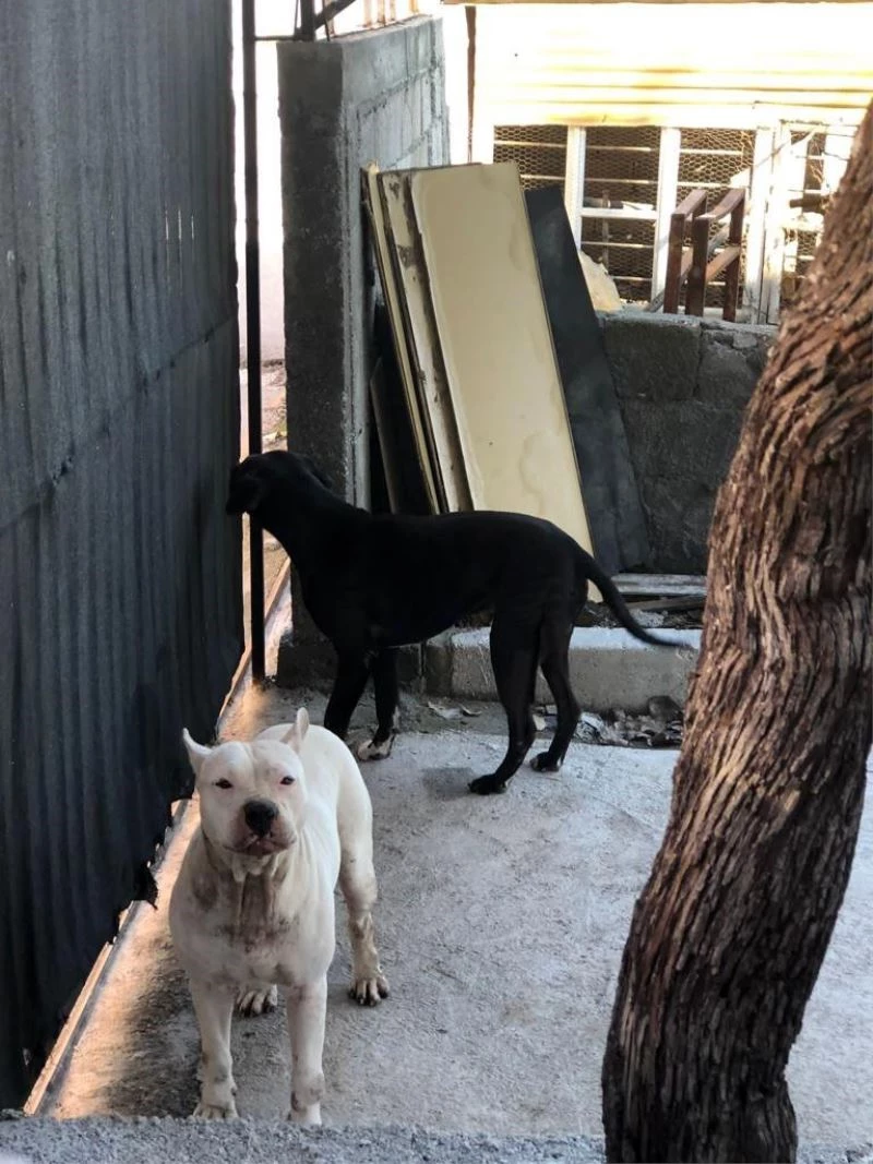 Evin bahçesine giren başıboş iki pitbull barınağa götürüldü
