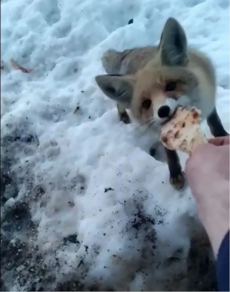 Karnı aç tilkiyi elleriyle besledi
