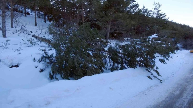 Yağan zar çam ağaçlarını devirdi
