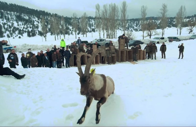 Yaban keçileri ilk kez doğal ortamından alınıp başka bir doğal ortama bırakıldı
