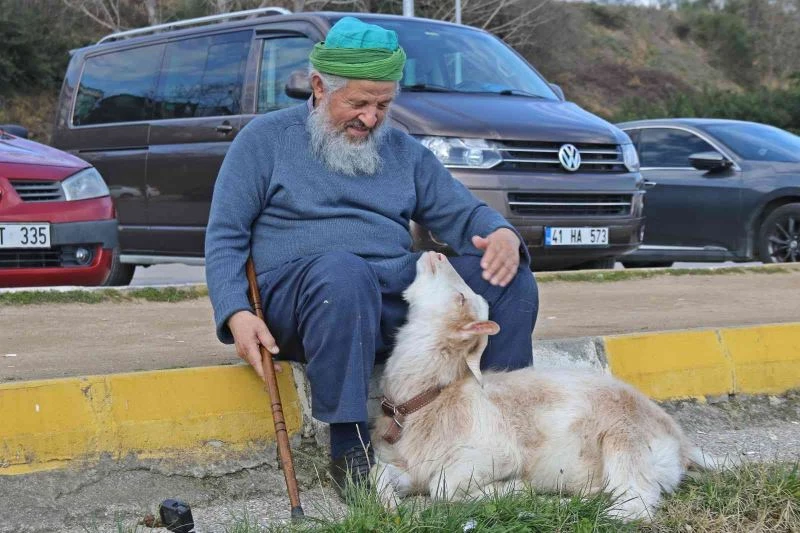 Bu keçi inatçı değil, ’Nazlı’
