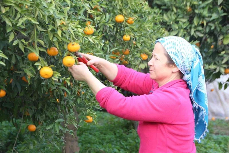 Mandalinalara dijital kimliklendirme projesi
