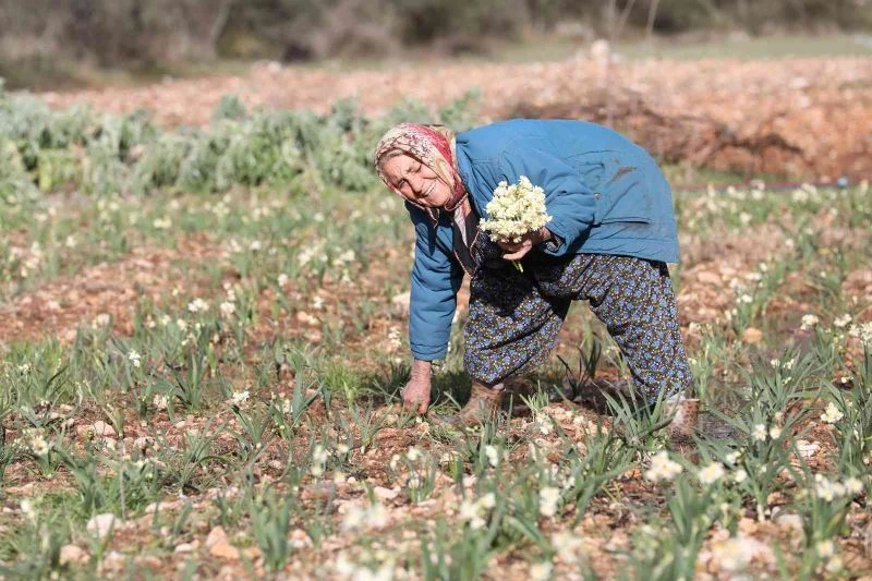 EMİTT, nergis kokacak

