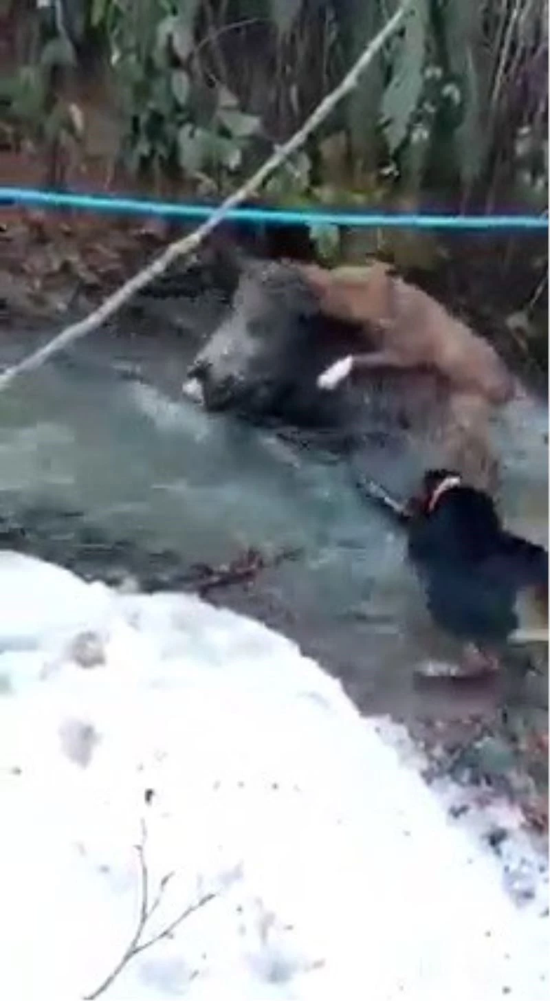 Av köpeklerinin domuzla mücadelesi kamerada
