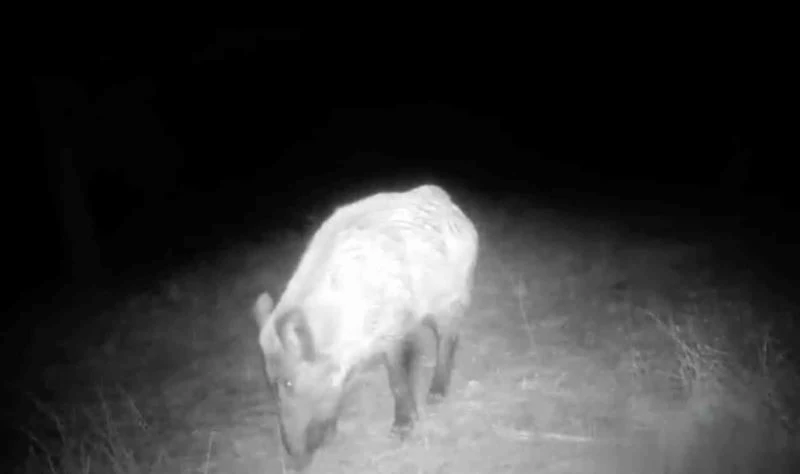 Kilis’te yaban hayatı fotokapana takıldı
