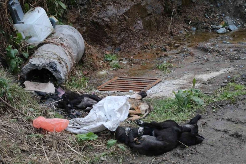 Rize’de çöpte 5 ölü köpek bulundu
