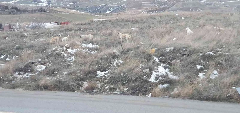 Başkent’te köpek sürüsünün saldırdığı vatandaş canını zor kurtardı

