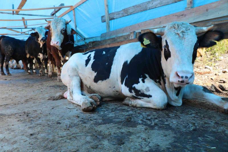 Zonguldak’taki hayvansal üretim istatistikleri açıklandı
