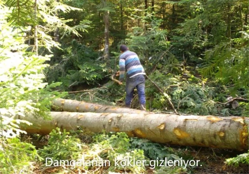 Kesilen ağaçlara sahte damga bastılar, fotokapana yakalandılar
