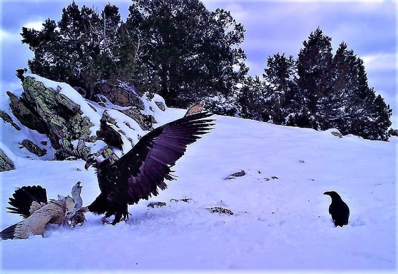 Yaban hayatının ağır kış koşullarında yiyecek telaşı
