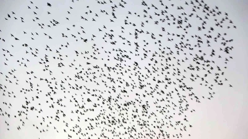 Sığırcık kuşlarının sürü halindeki dansı hayran bıraktı
