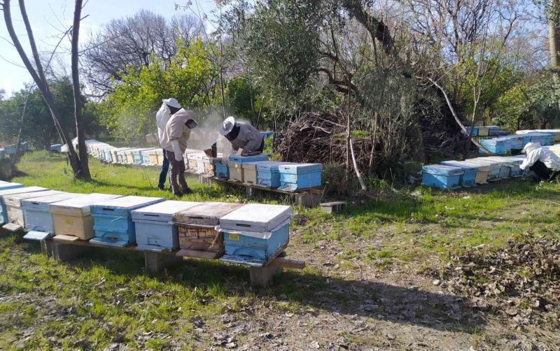 Kozan’daki arı ölümlerine 4 hastalık neden olmuş

