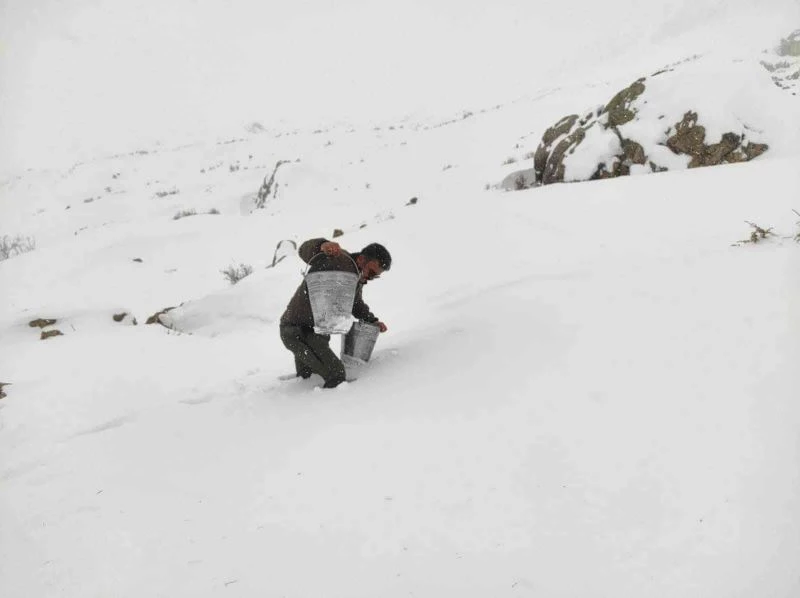 Yaban hayvanlarını yemleme çalışmaları devam ediyor
