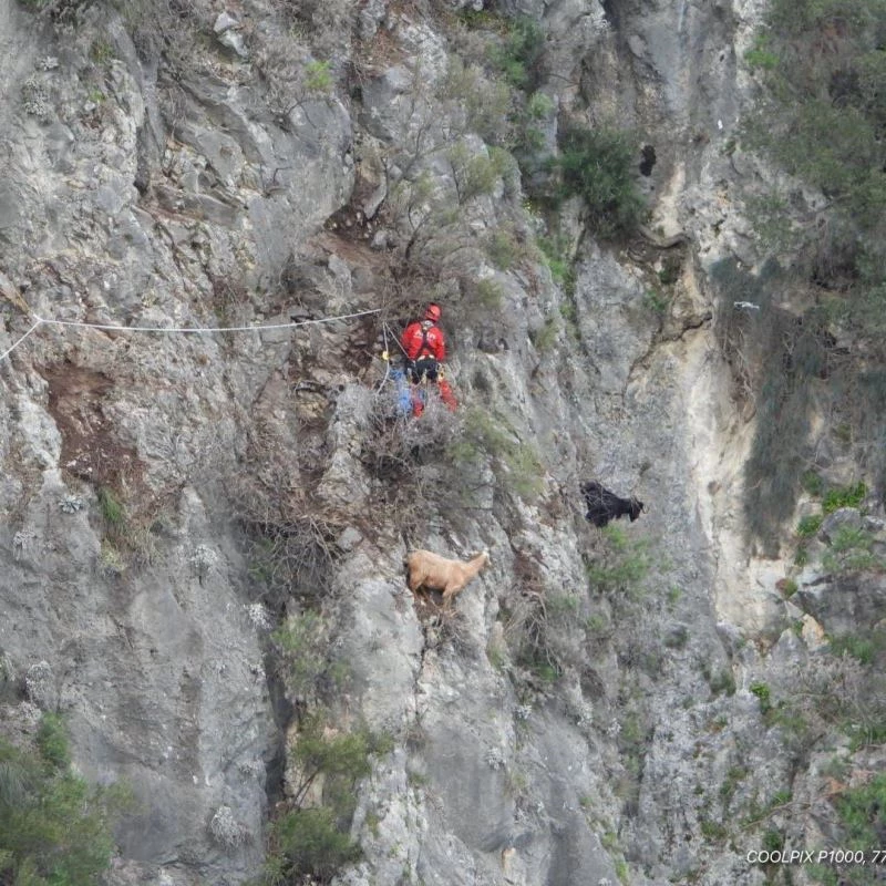Kayalık alanda mahsur kalan keçileri AKUT kurtardı
