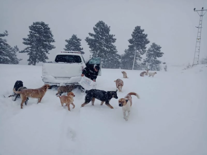 Soğuk havada sokak hayvanları aç kalmıyor
