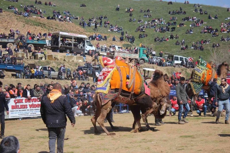 Ödemiş’te 25. Konaklı Deve Güreşleri gerçekleşti
