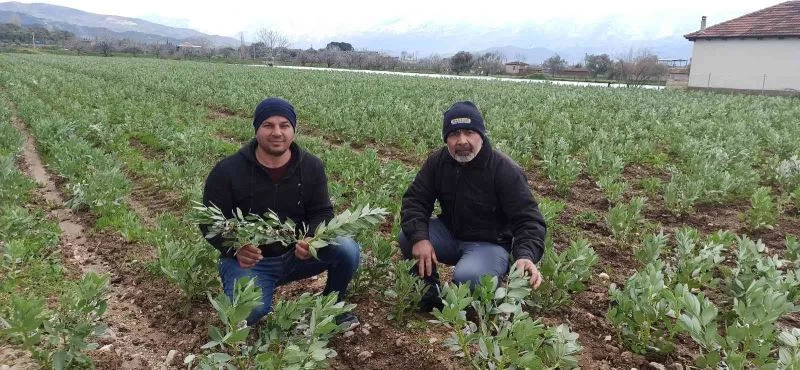 Bakla hasadı soğuk hava nedeniyle gecikti
