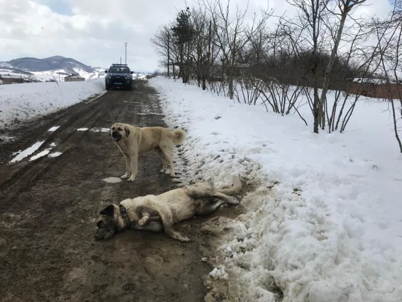 Samsun’da kangal cinsi köpek tüfekle öldürüldü
