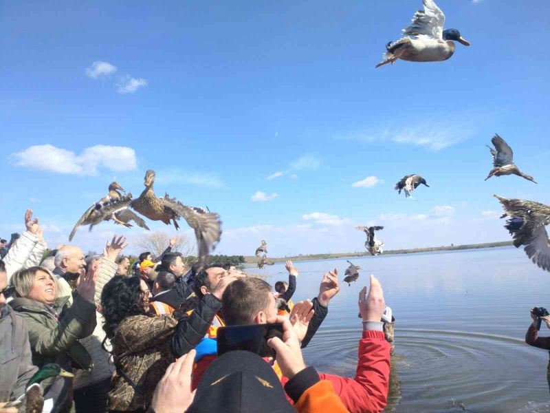 Tekirdağ’da bin adet yaban ördeği suya bırakıldı
