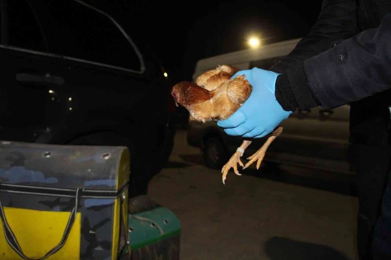 Kapıkule’de kaçak dövüş horozları yakalandı
