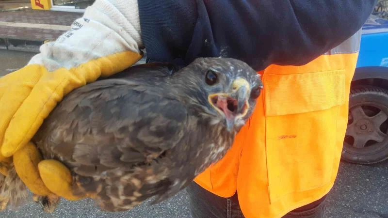 Donma tehlikesi yaşayan yaralı şahin tedavi altına alındı
