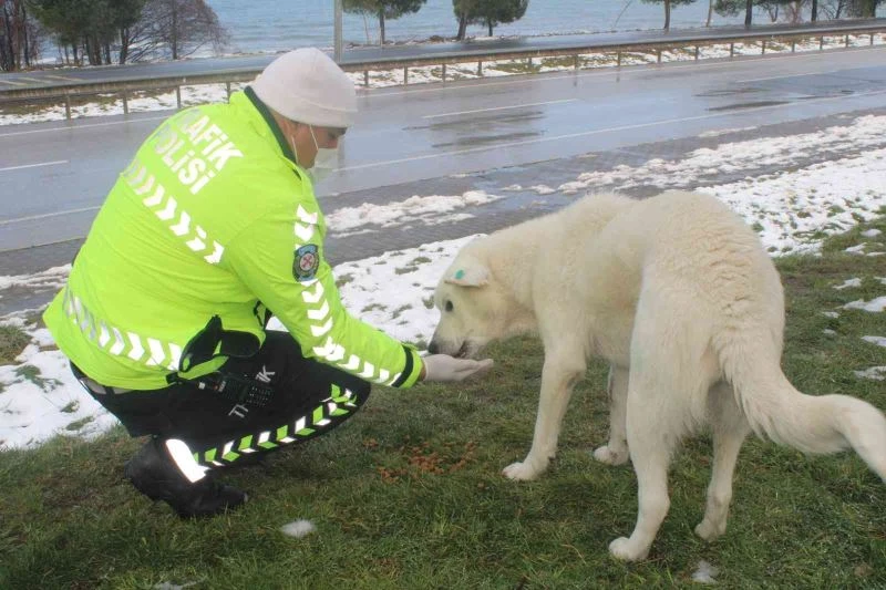 Sokak hayvanlarını elleriyle beslediler
