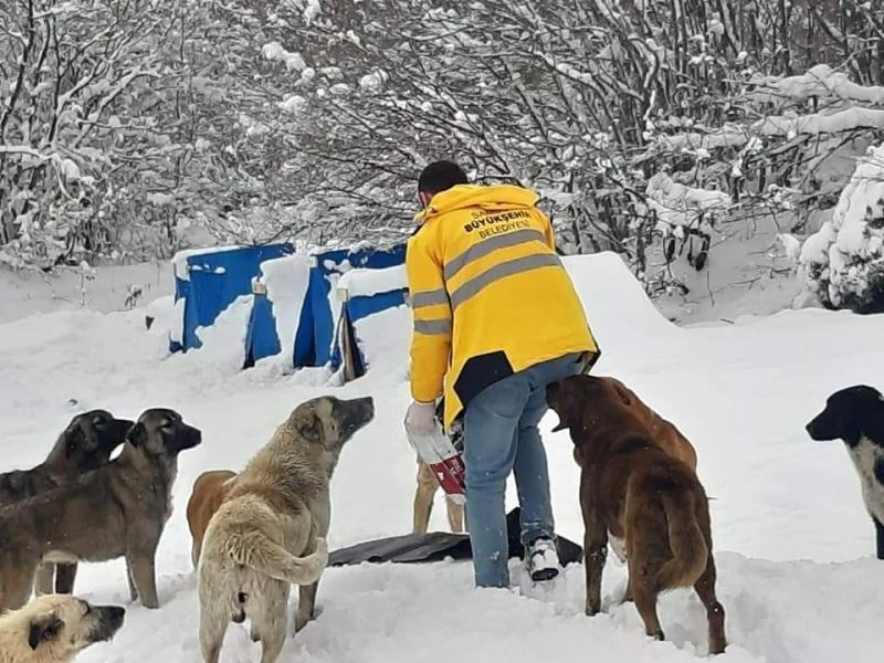 Sokaktaki canlar aç kalmıyor
