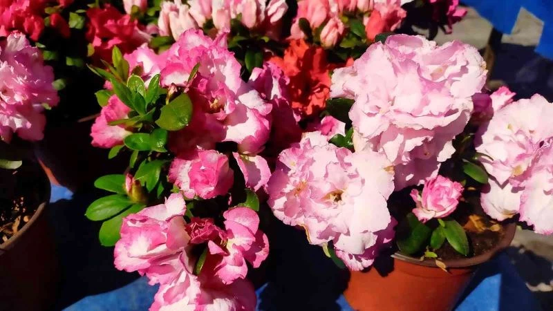 Tarihi Salı Pazarı çiçeklerle renklendi
