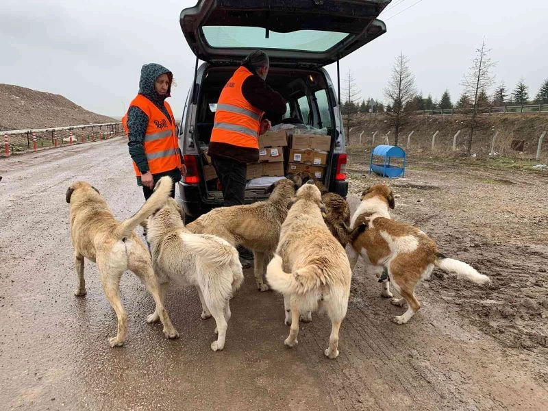  Her gün 50 kilometre yol giderek 400 köpeği besliyorlar
